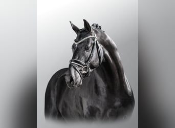 Deutsches Reitpony, Hengst, 13 Jahre, 151 cm, Rappe