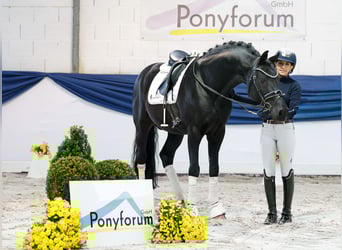 Deutsches Reitpony, Hengst, 13 Jahre, 153 cm, Rappe Deutsches Reitpony, Hengst, 13 Jahre, 153 cm, Rappe