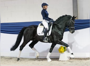 Deutsches Reitpony, Hengst, 13 Jahre, 153 cm, Rappe Deutsches Reitpony, Hengst, 13 Jahre, 153 cm, Rappe