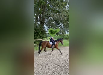 Deutsches Reitpony, Hengst, 14 Jahre, 144 cm, Brauner