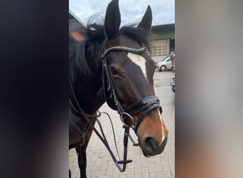 Deutsches Reitpony Mix, Hengst, 14 Jahre, 147 cm, Dunkelbrauner