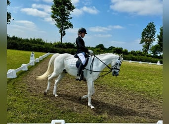 Deutsches Reitpony, Hengst, 15 Jahre, 148 cm, Schimmel