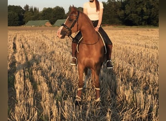 Deutsches Reitpony, Hengst, 15 Jahre, 150 cm, Fuchs