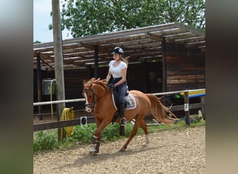 Deutsches Reitpony, Hengst, 15 Jahre, 150 cm, Fuchs