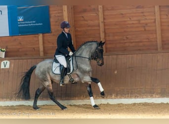 Deutsches Reitpony, Hengst, 16 Jahre, 143 cm, Roan-Bay