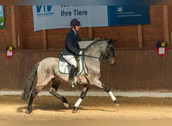 Deutsches Reitpony, Hengst, 16 Jahre, 143 cm, Roan-Bay