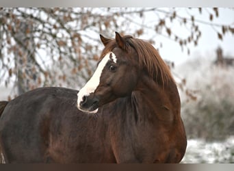 Deutsches Reitpony, Hengst, 16 Jahre, 148 cm, Dunkelfuchs