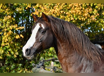 Deutsches Reitpony, Hengst, 16 Jahre, 148 cm, Dunkelfuchs