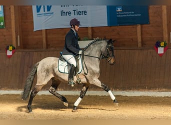 Deutsches Reitpony, Hengst, 17 Jahre, 143 cm, Roan-Bay