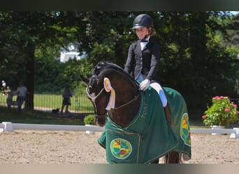 Deutsches Reitpony, Hengst, 17 Jahre, 146 cm, Schwarzbrauner