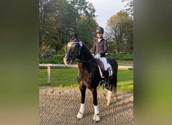 Deutsches Reitpony, Hengst, 17 Jahre, 146 cm, Schwarzbrauner