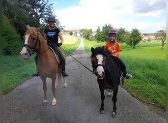 Deutsches Reitpony, Hengst, 17 Jahre, 147 cm, Fuchs