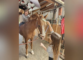 Deutsches Reitpony, Hengst, 17 Jahre, 147 cm, Fuchs