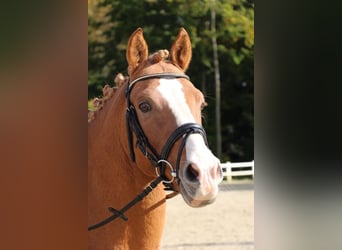 Deutsches Reitpony, Hengst, 17 Jahre, 147 cm, Fuchs