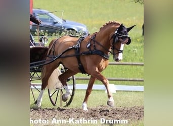 Deutsches Reitpony, Hengst, 17 Jahre, 147 cm, Fuchs