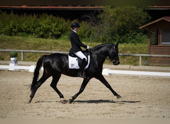 Deutsches Reitpony, Hengst, 17 Jahre, 150 cm, Dunkelbrauner