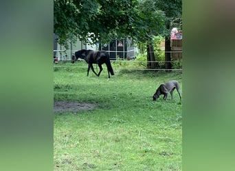 Deutsches Reitpony, Hengst, 17 Jahre, 150 cm, Dunkelbrauner