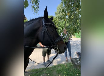 Deutsches Reitpony, Hengst, 17 Jahre, 150 cm, Dunkelbrauner