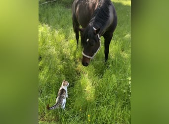 Deutsches Reitpony, Hengst, 17 Jahre, 150 cm, Dunkelbrauner