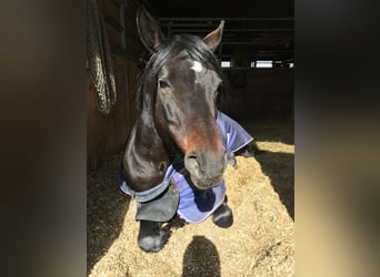 Deutsches Reitpony, Hengst, 17 Jahre, 150 cm, Dunkelbrauner