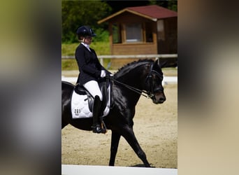 Deutsches Reitpony, Hengst, 17 Jahre, 150 cm, Dunkelbrauner