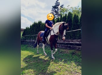 Deutsches Reitpony, Hengst, 18 Jahre, 138 cm, Schecke