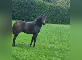 Deutsches Reitpony, Hengst, 1 Jahr, 120 cm, Brauner