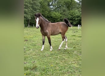Deutsches Reitpony Mix, Hengst, 1 Jahr, 120 cm, Dunkelbrauner