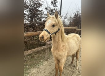 Deutsches Reitpony, Hengst, 1 Jahr, 120 cm, Palomino