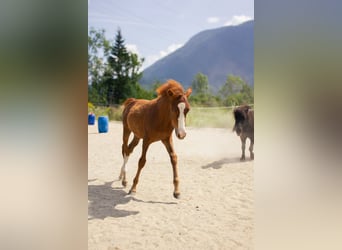 Deutsches Reitpony Mix, Hengst, 1 Jahr, 125 cm, Fuchs