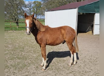 Deutsches Reitpony, Hengst, 1 Jahr, 134 cm, Fuchs