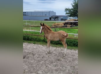 Deutsches Reitpony, Hengst, 1 Jahr, 134 cm, Fuchs