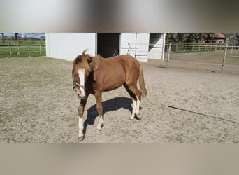 Deutsches Reitpony, Hengst, 1 Jahr, 134 cm, Fuchs