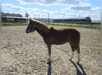 Deutsches Reitpony, Hengst, 1 Jahr, 134 cm, Fuchs