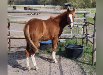Deutsches Reitpony, Hengst, 1 Jahr, 134 cm, Fuchs