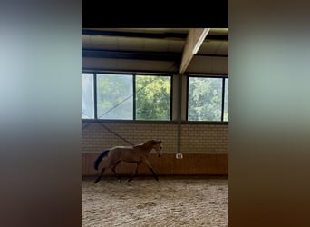 Deutsches Reitpony, Hengst, 1 Jahr, 137 cm, Champagne