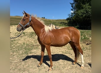 Deutsches Reitpony, Hengst, 1 Jahr, 140 cm, Fuchs