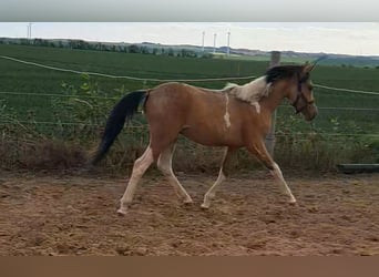 Deutsches Reitpony, Hengst, 1 Jahr, 140 cm, Schecke