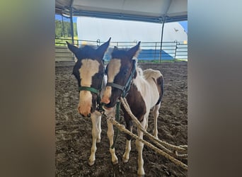 Deutsches Reitpony Mix, Hengst, 1 Jahr, 140 cm, Schecke