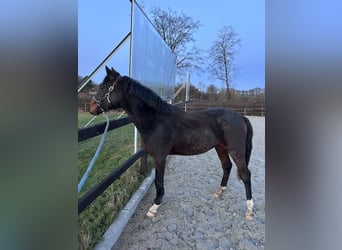Deutsches Reitpony, Hengst, 1 Jahr, 143 cm, Dunkelbrauner