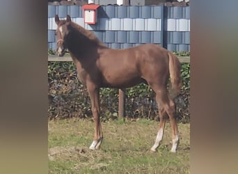 Deutsches Reitpony, Hengst, 1 Jahr, 144 cm, Fuchs