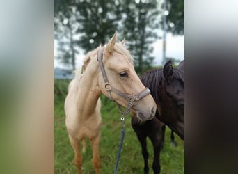 Deutsches Reitpony, Hengst, 1 Jahr, 145 cm, Champagne