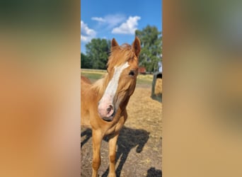 Deutsches Reitpony Mix, Hengst, 1 Jahr, 145 cm, Fuchs