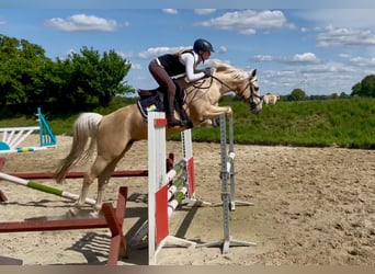 Deutsches Reitpony, Hengst, 1 Jahr, 145 cm, Fuchs