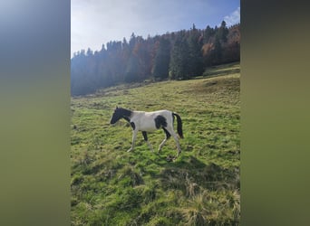 Deutsches Reitpony Mix, Hengst, 1 Jahr, 145 cm, Schecke