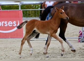 Deutsches Reitpony, Hengst, 1 Jahr, 147 cm, Brauner