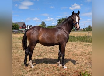 Deutsches Reitpony, Hengst, 1 Jahr, 147 cm, Brauner