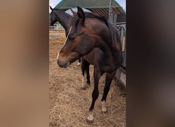Deutsches Reitpony, Hengst, 1 Jahr, 147 cm, Brauner