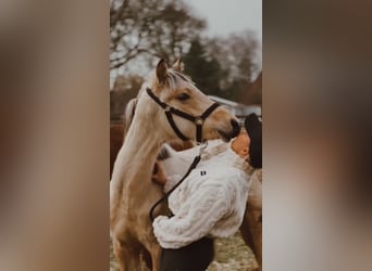 Deutsches Reitpony, Hengst, 1 Jahr, 147 cm, Buckskin