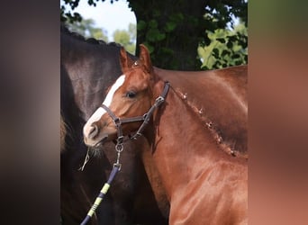 Deutsches Reitpony, Hengst, 1 Jahr, 147 cm, Fuchs